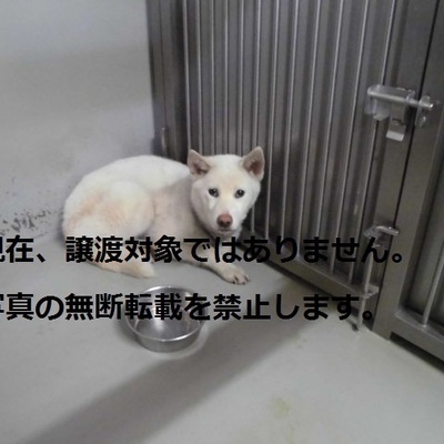 久留米市動物管理センター 2056