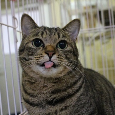 北九州市保健福祉局保健医療部動物愛護センターB18542