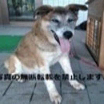久留米市動物管理センター J20017