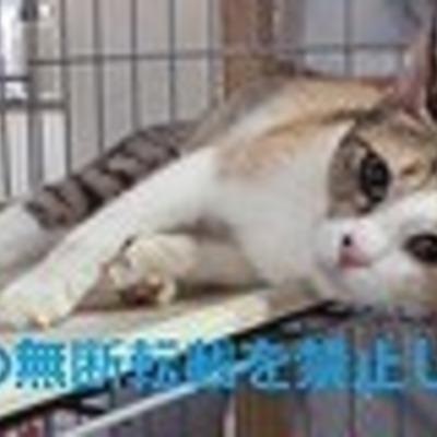 久留米市動物管理センター J20018