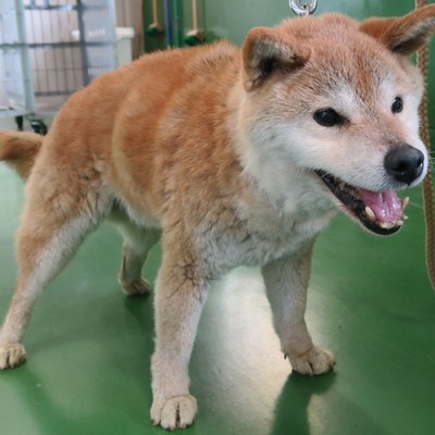 東部動物愛護管理センター d1458