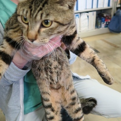東部動物愛護管理センター c3524