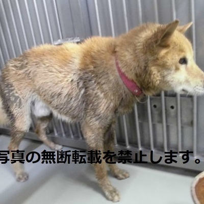 久留米市動物管理センター 3001