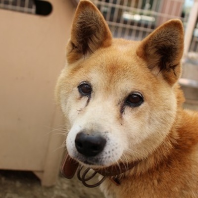 北九州市保健福祉局保健医療部動物愛護センター　A20198