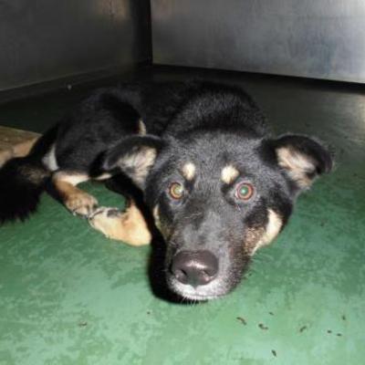 大牟田市動物管理センター（9月9日保護分） 