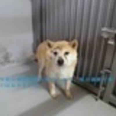 久留米市動物管理センター 3004
