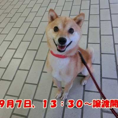 福岡県動物愛護センターNo.695