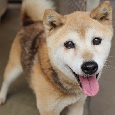 北九州市保健福祉局保健医療部動物愛護センター　A20188