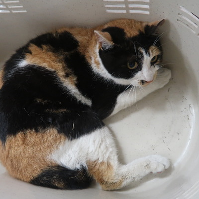 東部動物愛護管理センター c3548