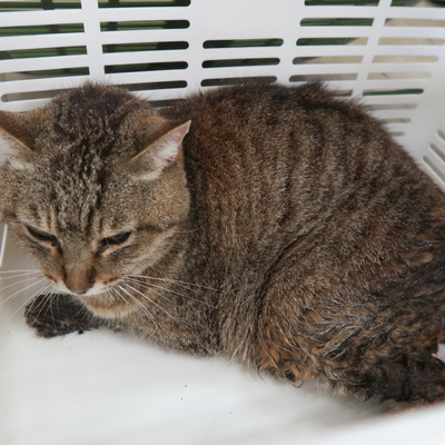 東部動物愛護管理センター c3578