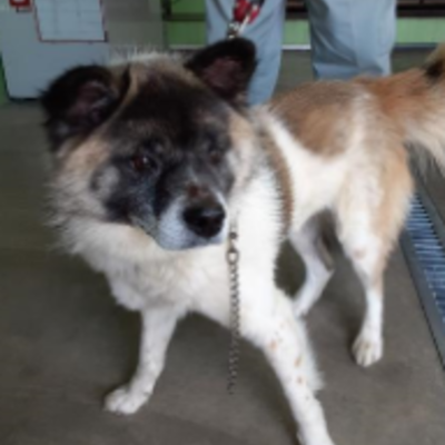 福岡県南筑後保健福祉環境事務所　迷い犬（令和3年5月6日保護分）