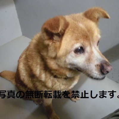 久留米市動物管理センター 3006