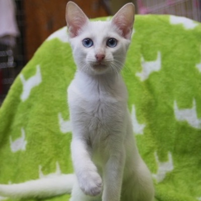 北九州市保健福祉局保健医療部動物愛護センターE15022