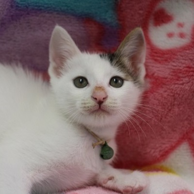 北九州市保健福祉局保健医療部動物愛護センターB21005
