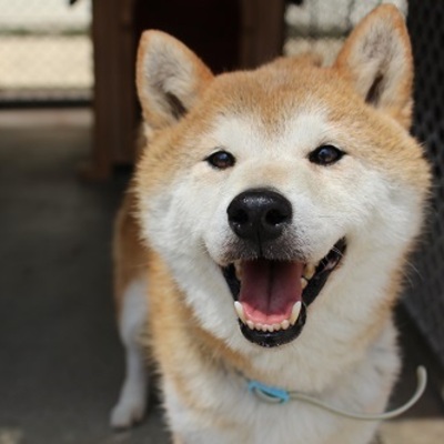 北九州市保健福祉局保健医療部動物愛護センター　A21014