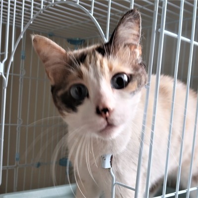 東部動物愛護管理センター c3577