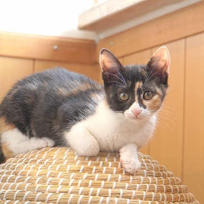 東部動物愛護管理センター c3526