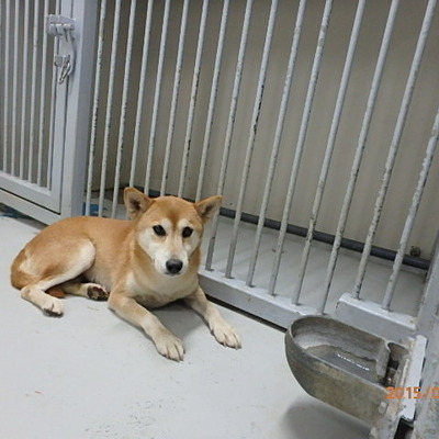 福岡県動物愛護センターNo.6199