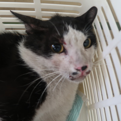 東部動物愛護管理センター c3661