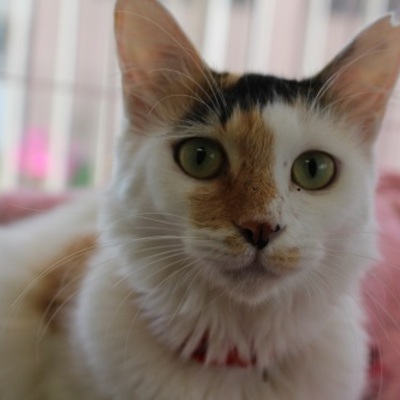 北九州市保健福祉局保健医療部動物愛護センターB21072