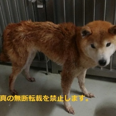 久留米市動物管理センター 3010