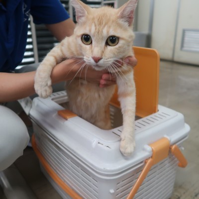 東部動物愛護管理センター c3673