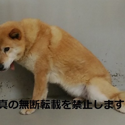 久留米市動物管理センター 3013