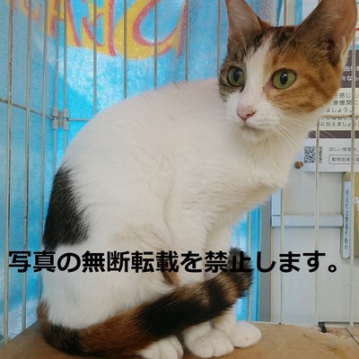 久留米市動物管理センター J3003