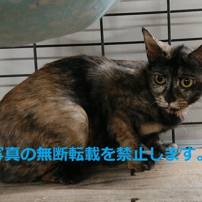 久留米市動物管理センター J3004
