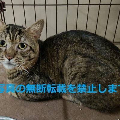 久留米市動物管理センター J3005