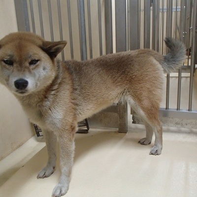 福岡県動物愛護センターNo.6203