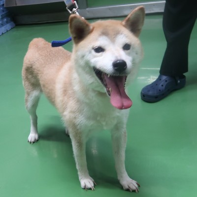 東部動物愛護管理センター d1492
