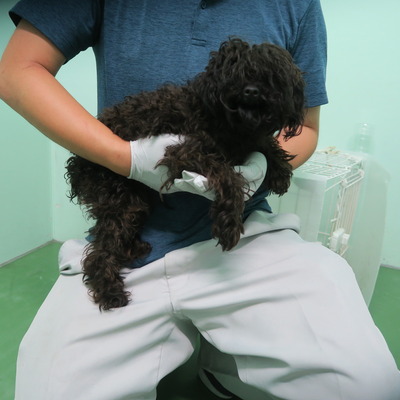 東部動物愛護管理センター d1491