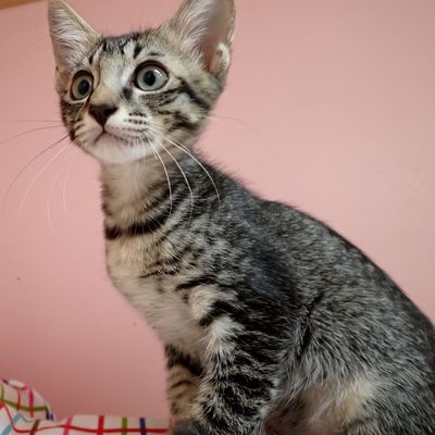 東部動物愛護管理センター c3655