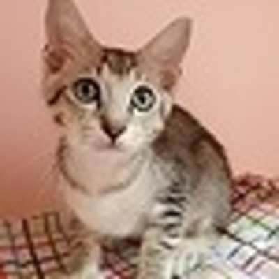 東部動物愛護管理センター c3654