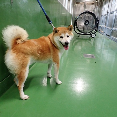 東部動物愛護管理センター d1499