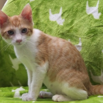 北九州市保健福祉局保健医療部動物愛護センターF15169