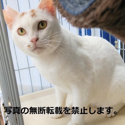 久留米市動物管理センター J3008