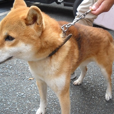 福岡県動物愛護センターNo.6206