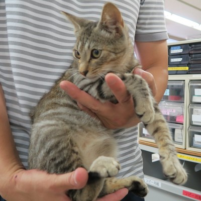 東部動物愛護管理センター c3746