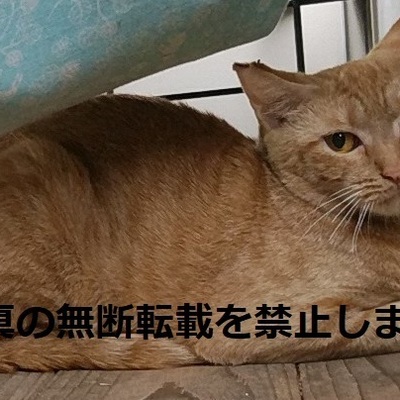 久留米市動物管理センター J3010