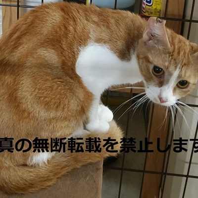 久留米市動物管理センター J3011