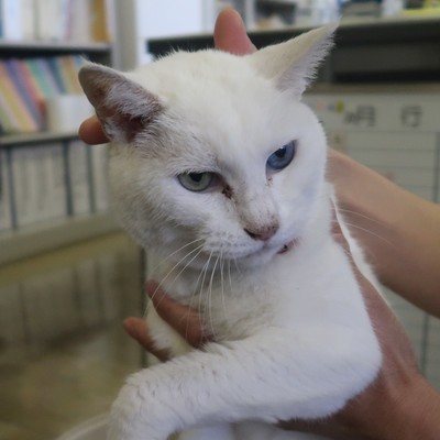 東部動物愛護管理センター c3770