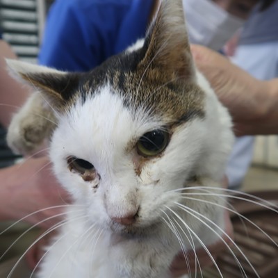 東部動物愛護管理センター c3772