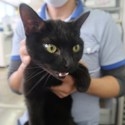 東部動物愛護管理センター c3799