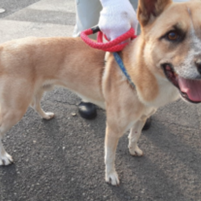 迷い犬（令和3年11月1日保護分）
