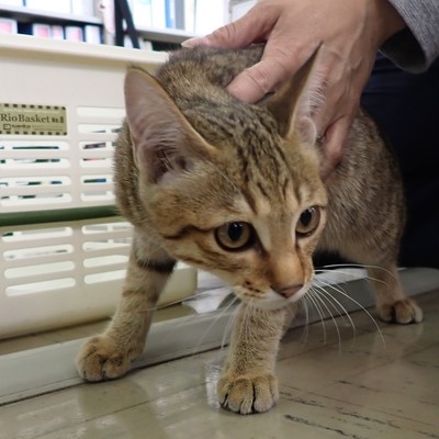 東部動物愛護管理センター c3803
