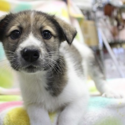 北九州市保健福祉局保健医療部動物愛護センター　21095