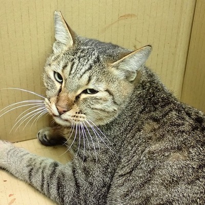 東部動物愛護管理センター c3810