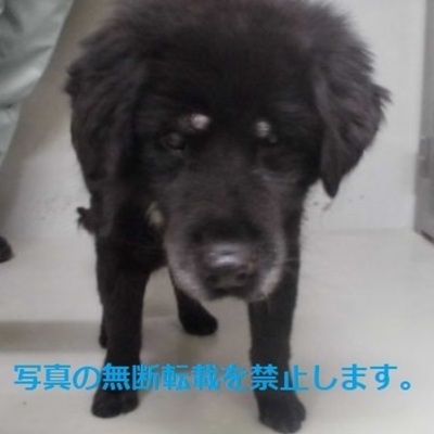 久留米市動物管理センター 3033
